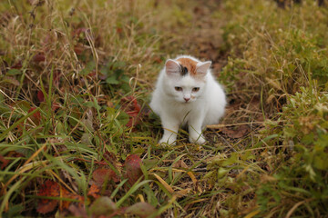 Naklejka na ściany i meble a beautiful white red cat is sitting in the autumn garden