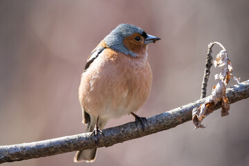 Muscicapidae bird perched on branch