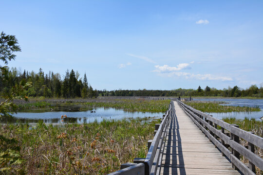Boardwalk through a conservation area wetland.