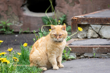 Orange calm tabby cat on gray concrete floor between flowers