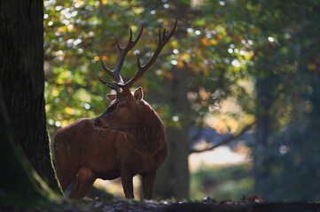 Cerf