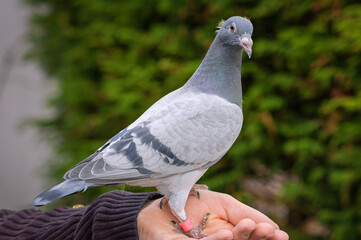 Young racing pigeon on a fancier's hand looks straight into the camera