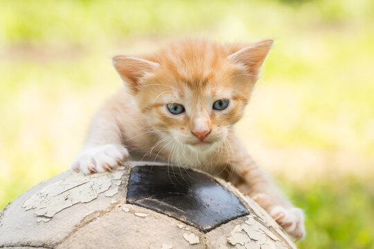 Orange Tabby Kitten Playing With Soccer Ball