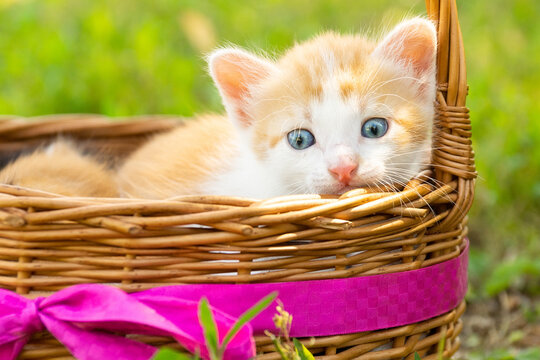 Orange tabby cat in brown woven basket