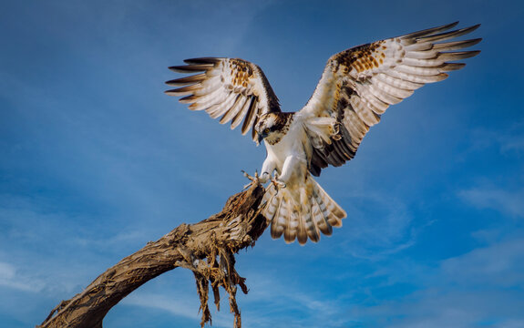 Osprey landing on tree branch