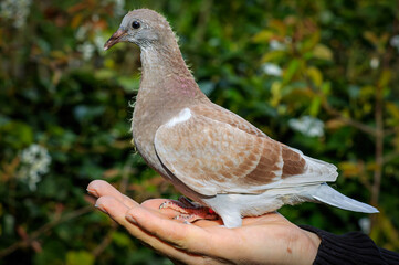 Beautiful young racing pigeon on a fancier's hand looks straight forward