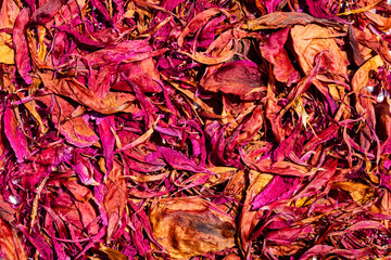 Colorful leaf surface texture. Abstract plant backdrop. Natural effect pattern. Textured background.