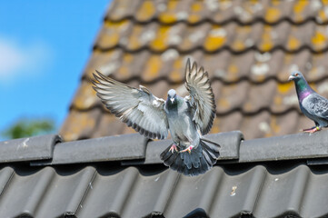 Racing pigeon spreads its wings to land on the roof of its loft © FotoCorn
