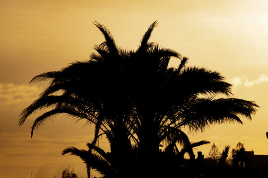 Palm tree silhouette. Plant, herb and vegetable. Nature photography.