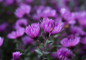 Obraz premium Flores violetas