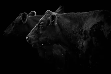 Gordijnen Close-up zijaanzicht van twee zwarte koeien die wegkijken en geïsoleerd op zwarte background © Thomas Marx