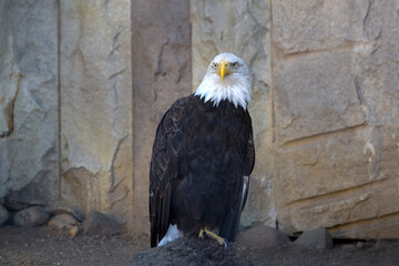 Bald eagle in the zoo.