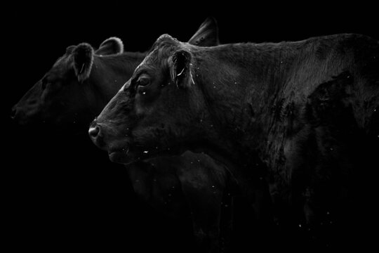 Close-up side view of two black cows looking away and isolated on black background	