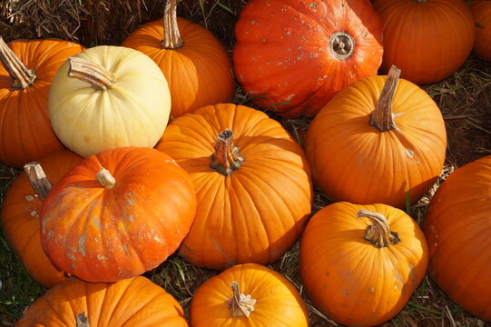 Pumpkins on hay