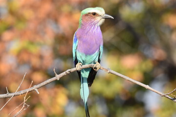 Rollers bird perching on tree branch