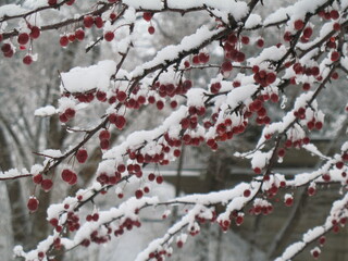 snow covered branches