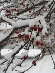 red berries in snow