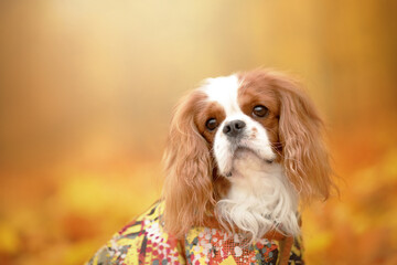 cavalier king charles spaniel small dog in autumn nature park