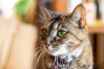 tabby cat with emerald eyes - 467218008