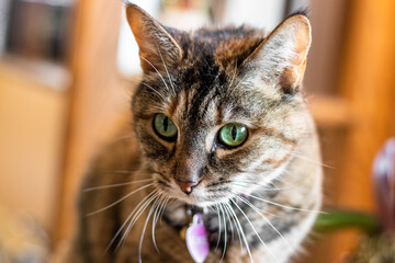 tabby cat with green eyes - 467218071