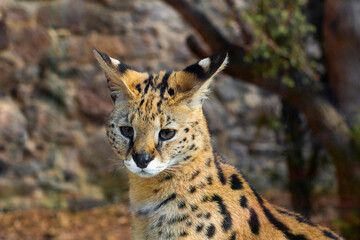 Serval, wild cat native to Africa