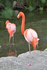 Flamencos descansando en la laguna