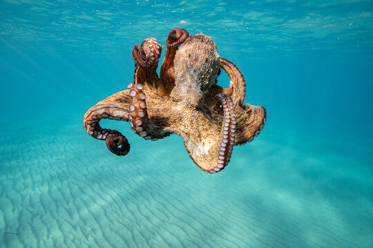 Underwater shot of octopus