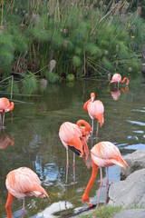 Flamencos descansando en la laguna