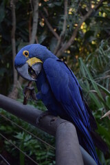 Guacamayo azul 