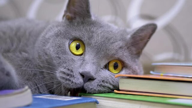 Gray British Home Cat with Open Eyes, Mouth, Teeth, Chews, Bites Scattered Books. Funny pet lies on textbooks, frozen in time, looking at camera. Scary expression on the face of a zombie cat. Zoom.