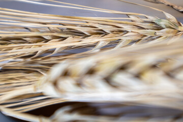 Gold dry wheat straws spikes close-up on mirror glass background with reflection and blurred foreground. Agriculture crops seeds spikelets, summer harvest time
