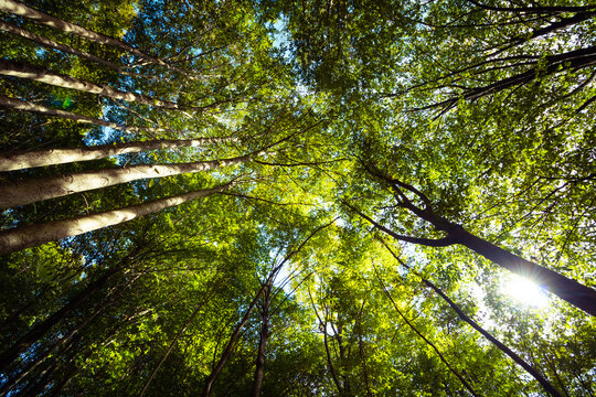 Worm view of tall green trees pierced by sunrays