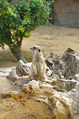 Erdmännchen 