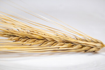 Gold dry wheat straws spikes close-up on white background with reflection. Agriculture cereals crops seeds spikelets, summer harvest time