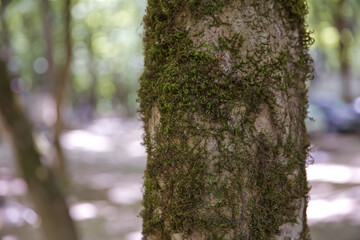 Fototapeta premium Soderasen national park in Azerbaijan Ismayilli .beautiful green forest in spring . Green thin trees in forest . One old moss covered beech tree among several younger ones in a beech forest.
