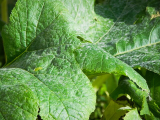 Growing pumpkin leaves