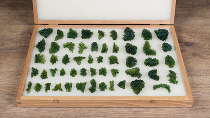 Collection of rare moldavite semi-precious stones in open wooden casket. Set of beautiful green...