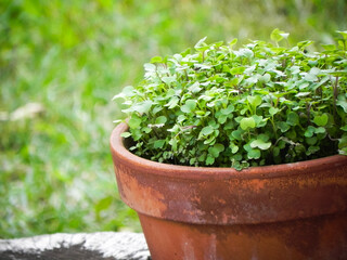Terracotta pot with growing micro green