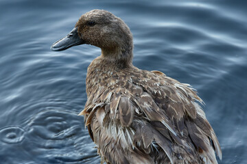 Pato silvestre en el agua 