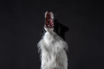 Portrait of dog border collie male in studio black on black and white with dumbell and bubbles 
