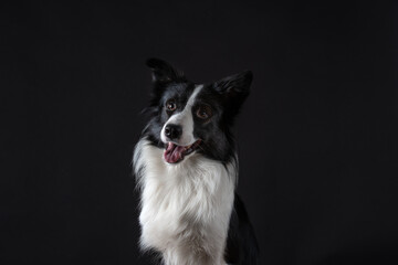 Portrait of dog border collie male in studio black on black and white with dumbell and bubbles 