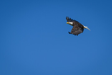 Eagle in flight