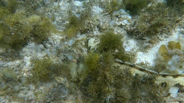 Snowflake moray or Starry moray ell (Echidna nebulosa) swims above seabed covered with Peacock's tail (Padina pavonica), Brown algae (Sargassum sp.) and Red algae (Liagora viscida) 4K-60fps