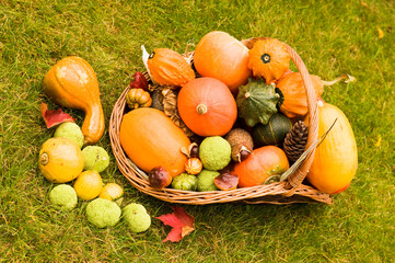 Ripe multicolor mix of squash exhibition on grass lawn. Fresh harvested decorative pumpkins in...