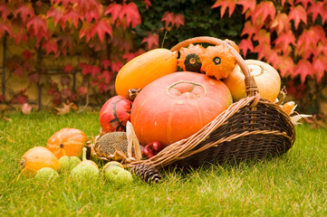Ripe multicolor mix of squash exhibition on grass lawn. Fresh harvested decorative pumpkins in...