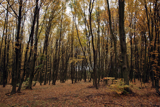 Dense forest in day light. Forestry, ecology, natural environment. Nature autumn background. International day of forests