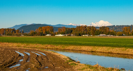 Skagit Valley Farmland with Mount Baker in the Background on a Clear Fall Day