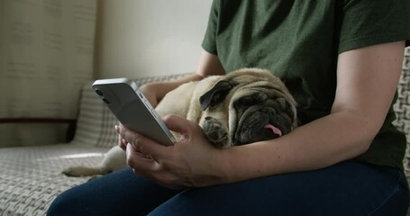 Dog owner using smartphone. Funny pug dog lying on the owner. Funny cute pug dog face. Cozy home interior. Female pet owner watching interesting content, media online