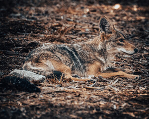 Coyote 