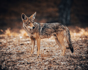 Fototapeta premium Coyote in Los Angeles